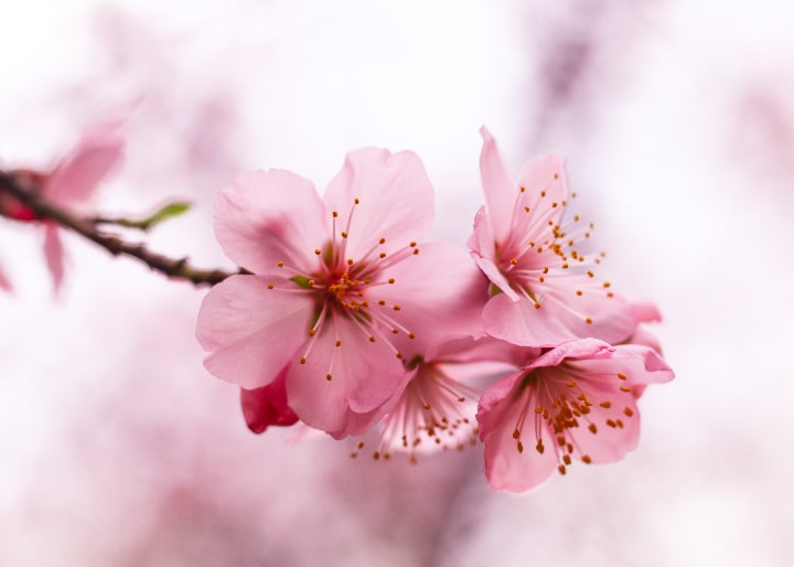 福島県の心療内科・精神科クリニックおすすめ11選|福島駅ももの花こころのクリニック